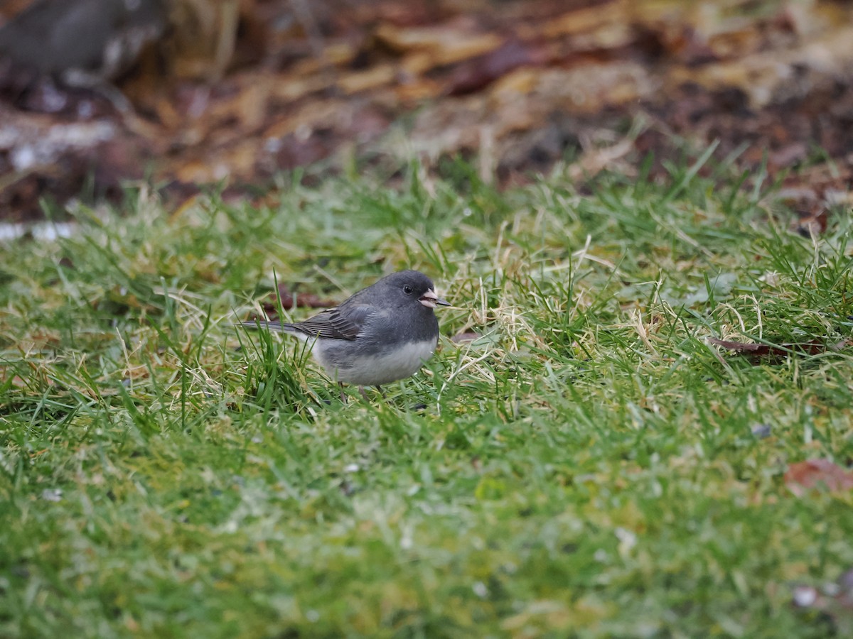 Dark-eyed Junco - ML645210935