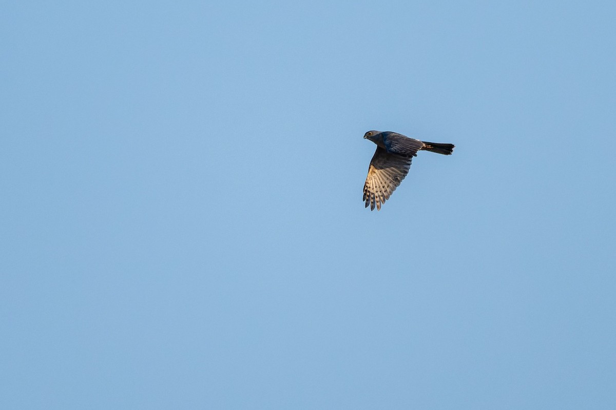 African Goshawk - ML645210936