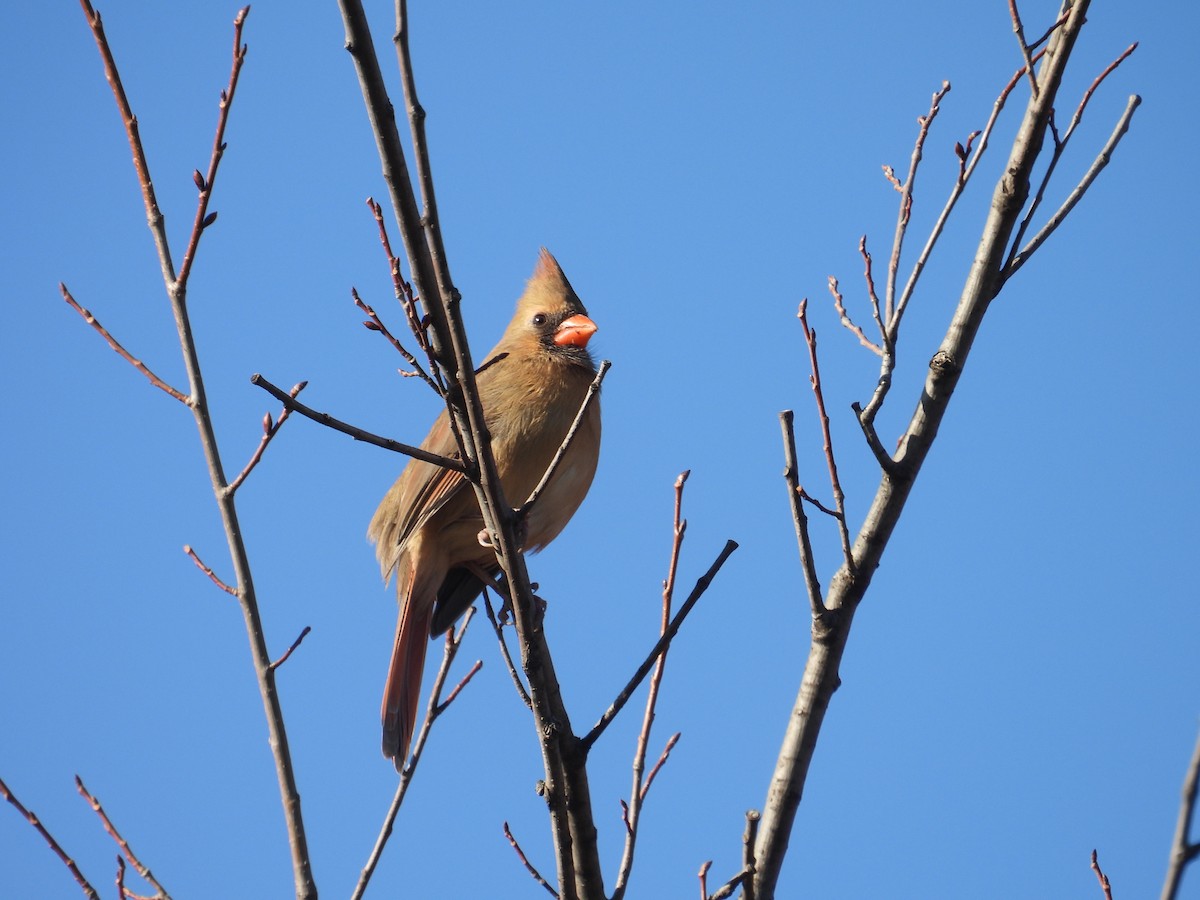 Красный кардинал - ML645210937
