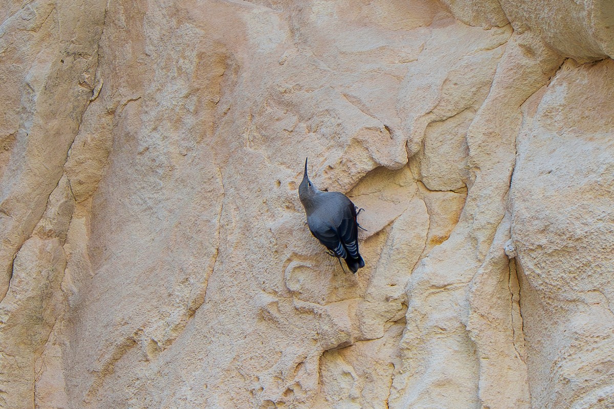 Wallcreeper - ML645210939