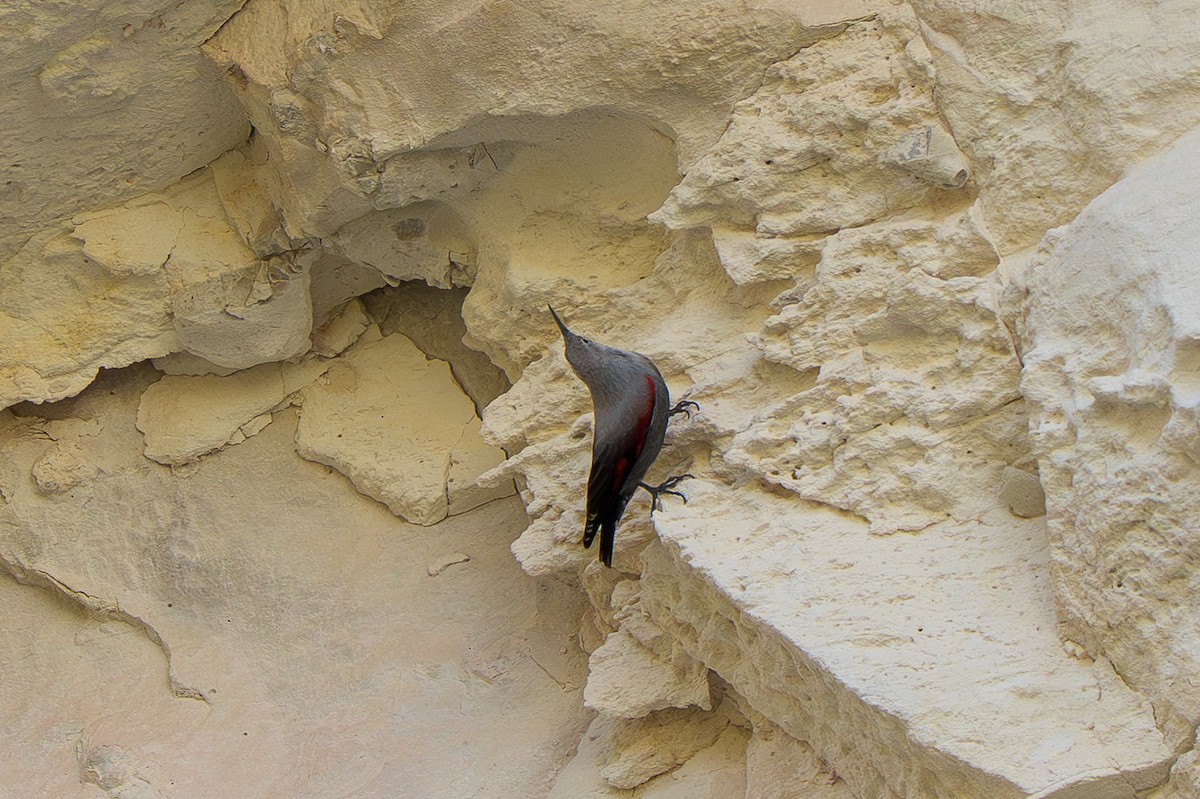 Wallcreeper - ML645210940