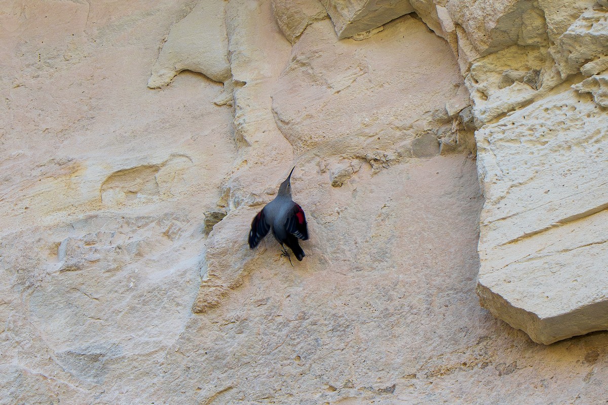 Wallcreeper - ML645210941