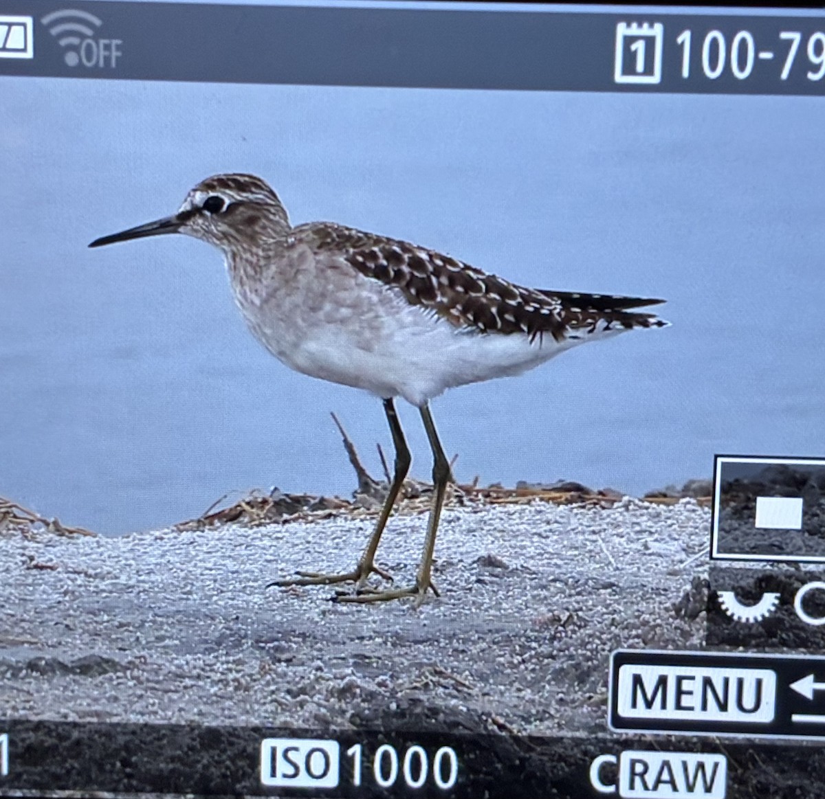 vodouš bahenní - ML645210943