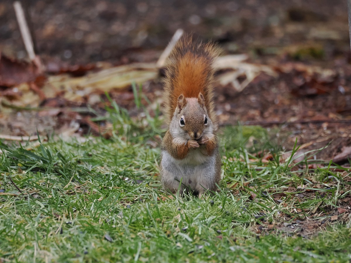 American Red Squirrel - ML645210944