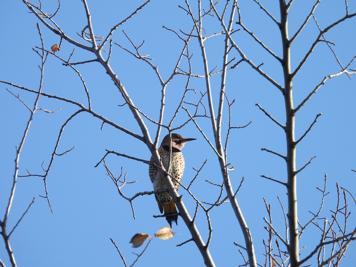 Northern Flicker - ML645210955