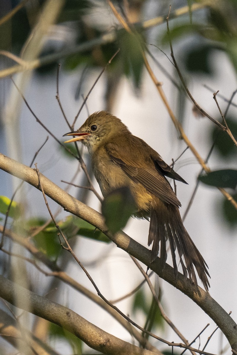 Thick-billed Warbler - ML645210956