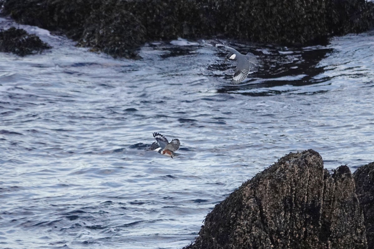 Belted Kingfisher - ML645210957