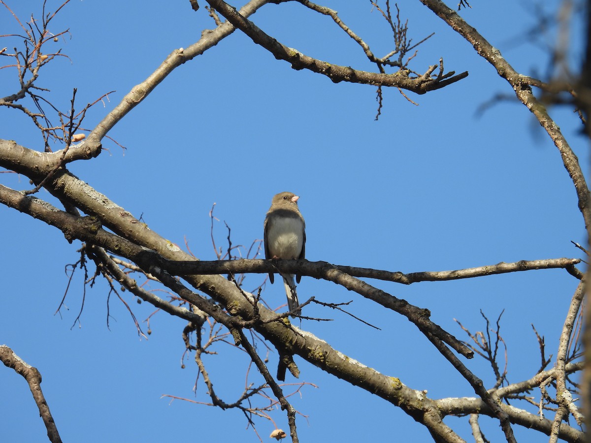 Dark-eyed Junco - ML645210960