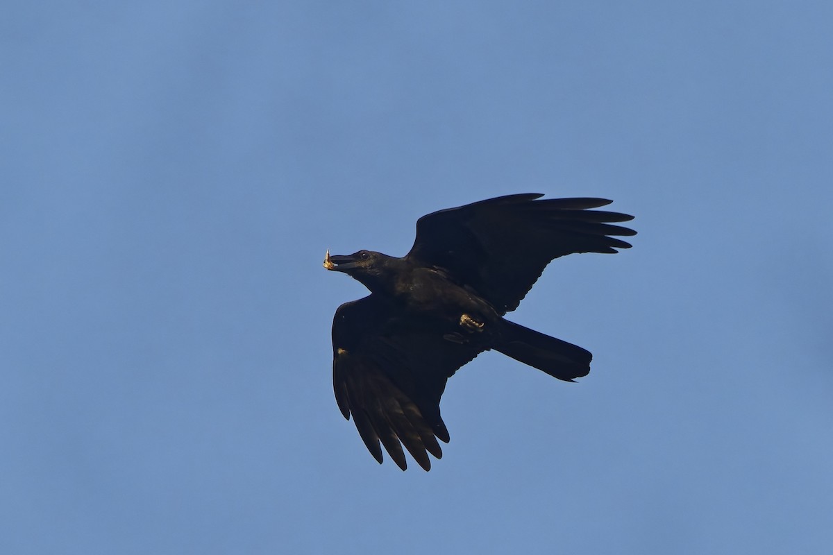 Large-billed Crow (Indian Jungle) - ML645210966