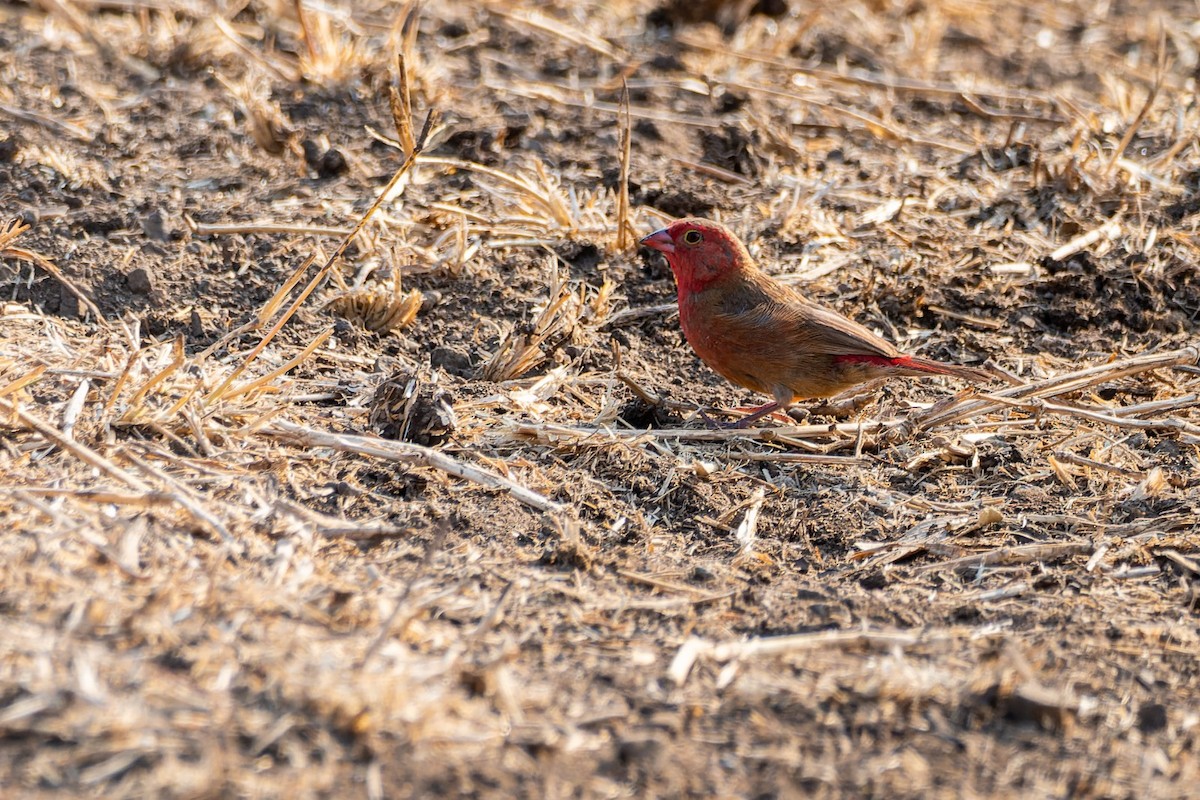 Red-billed Firefinch - ML645210967
