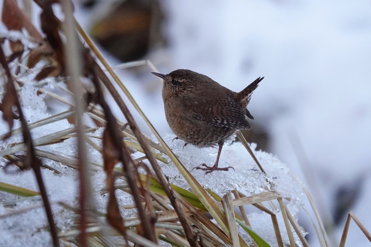 Pacific Wren - ML645210968