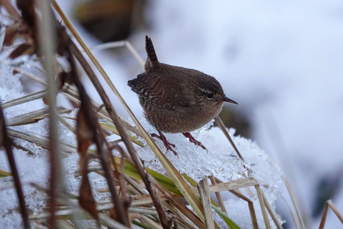 Pacific Wren - ML645210969