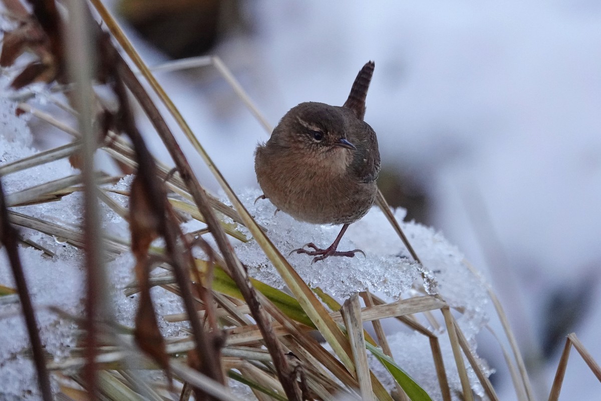 Pacific Wren - ML645210970