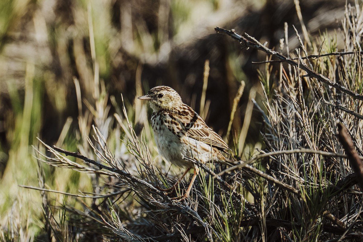 perupiplerke - ML645210972