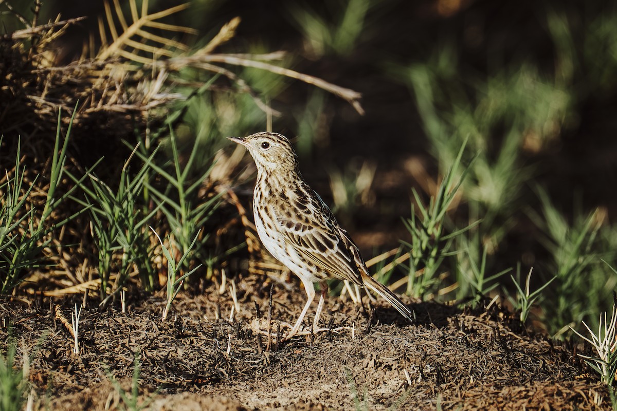 perupiplerke - ML645210973