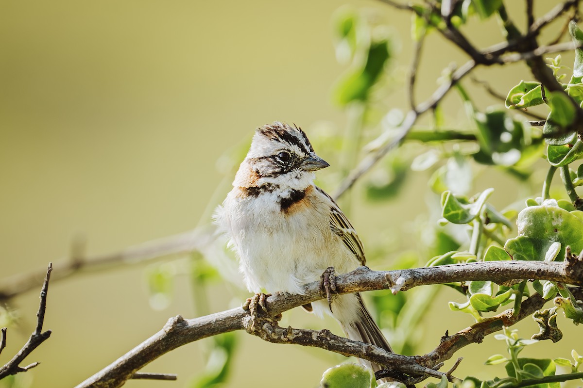 Morgenammer - ML645210983