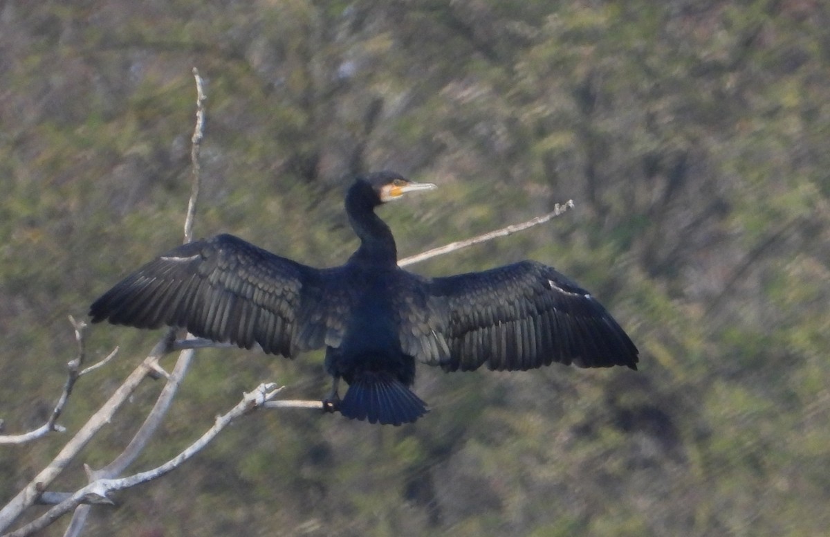 kormorán velký - ML645210992