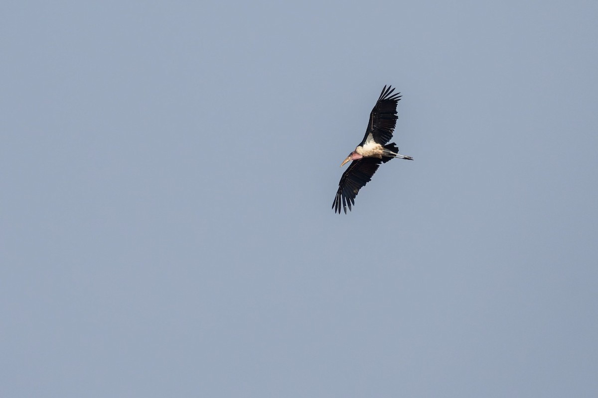 Marabou Stork - ML645210993