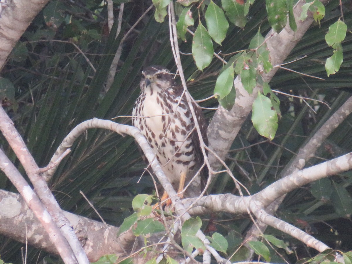 African Goshawk - ML645210994