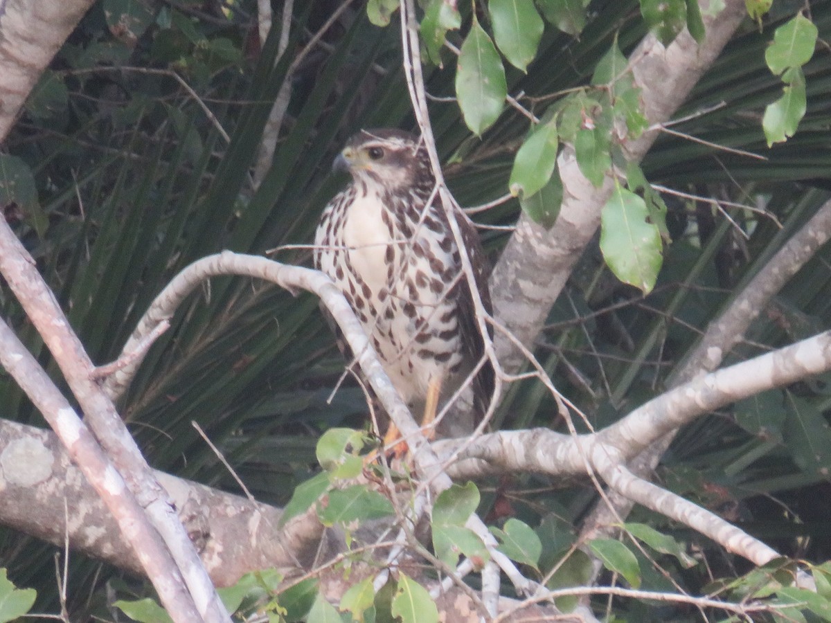 African Goshawk - ML645210995