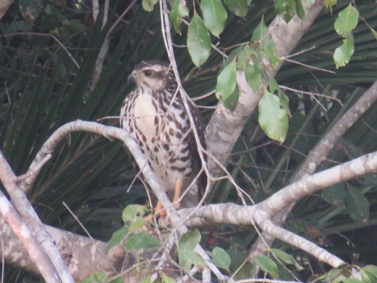 African Goshawk - ML645210996