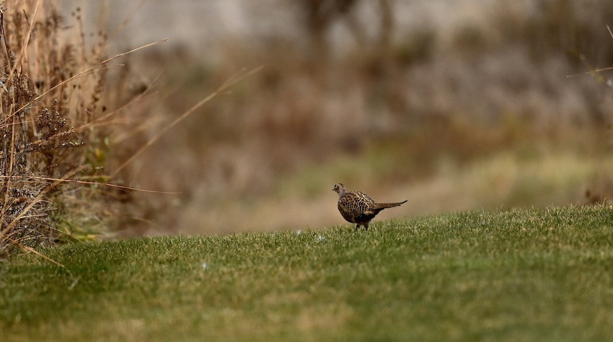 Ring-necked Pheasant - ML645210997