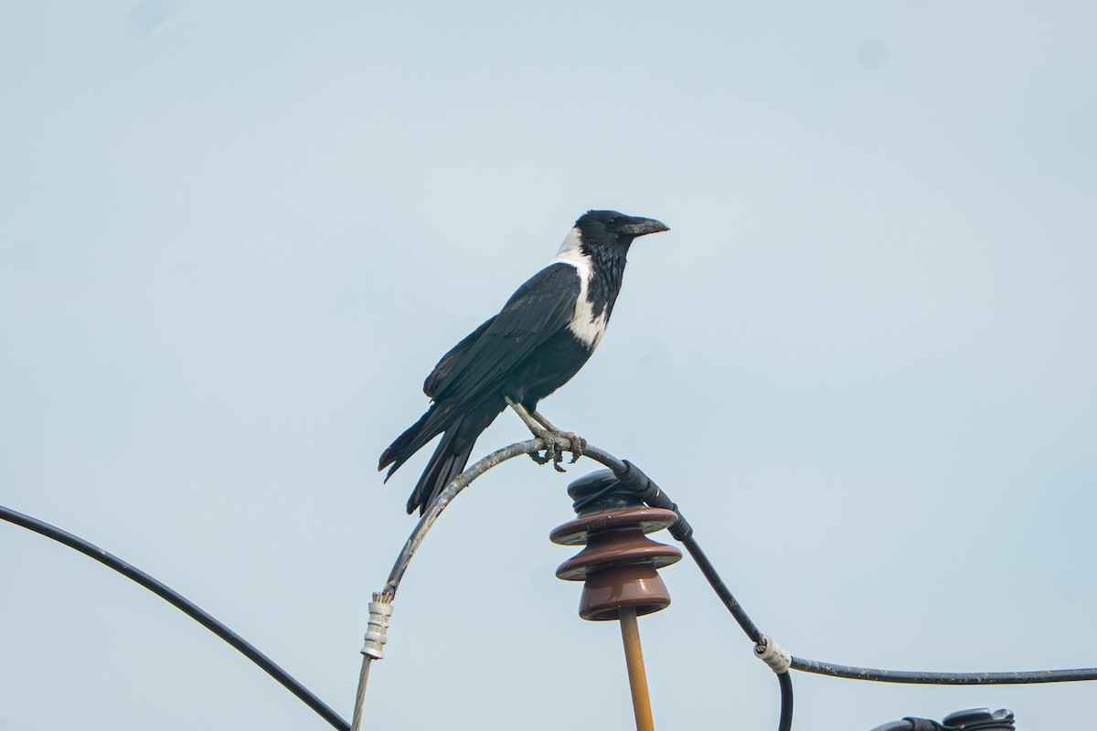 Collared Crow - ML645210998