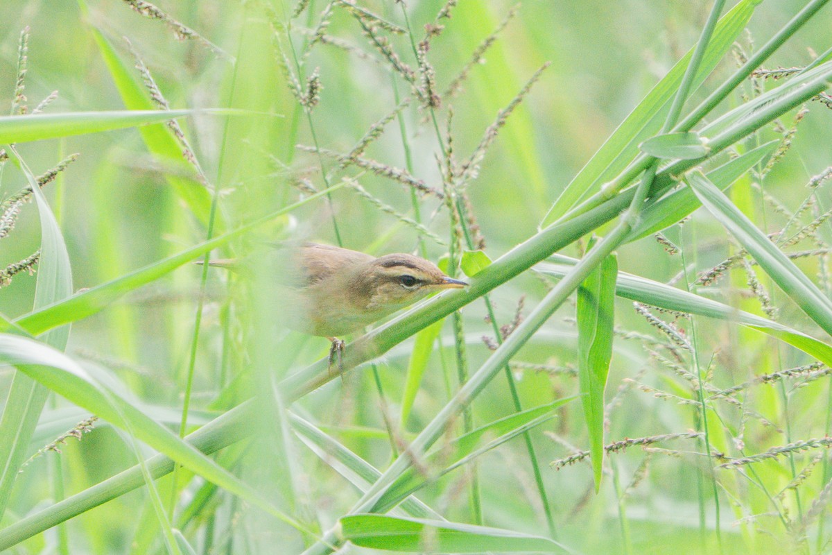 Black-browed Reed Warbler - ML645211007