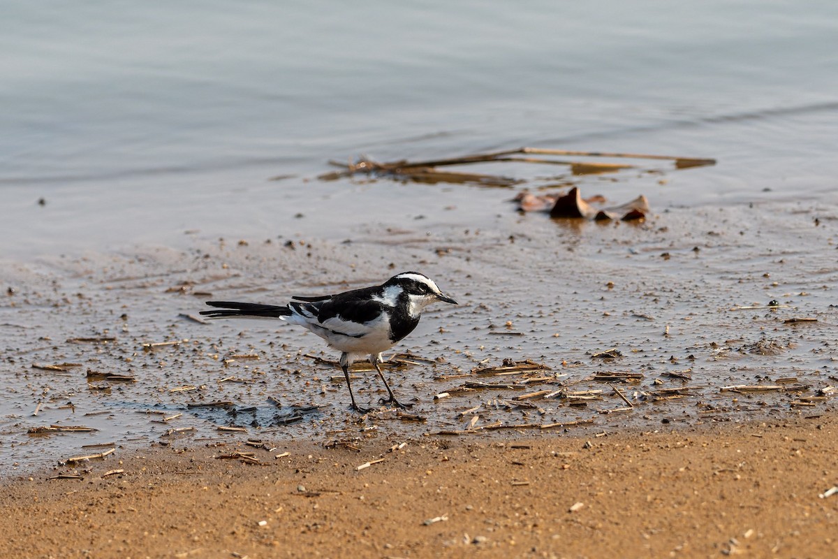 African Pied Wagtail - ML645211008