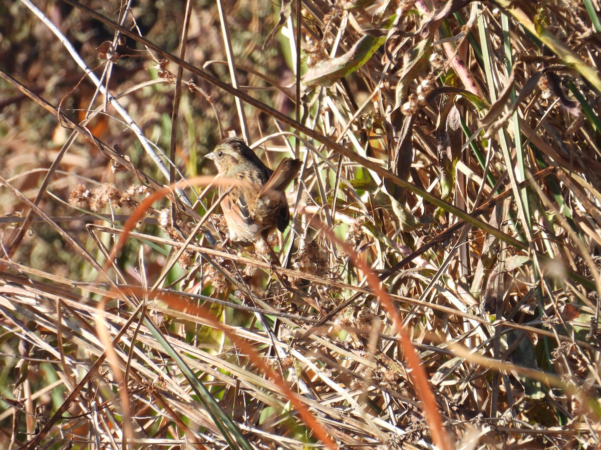 Swamp Sparrow - ML645211010