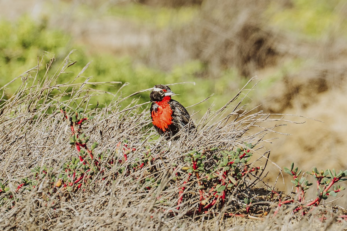 Loica Peruana - ML645211011