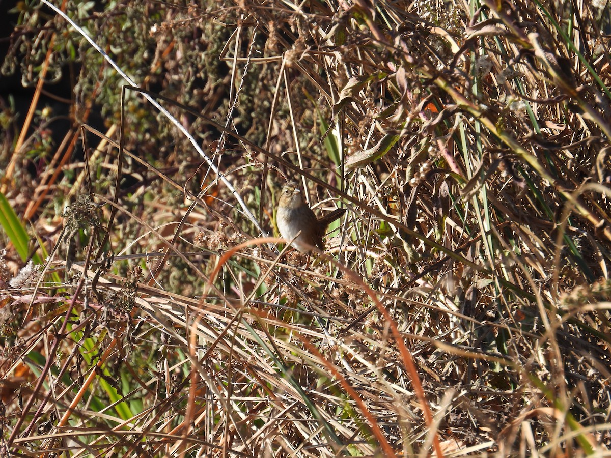 Swamp Sparrow - ML645211012