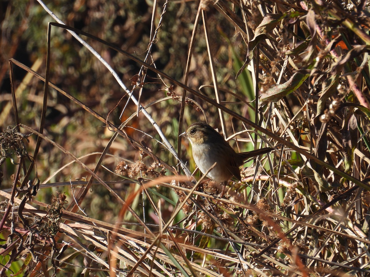 Swamp Sparrow - ML645211018