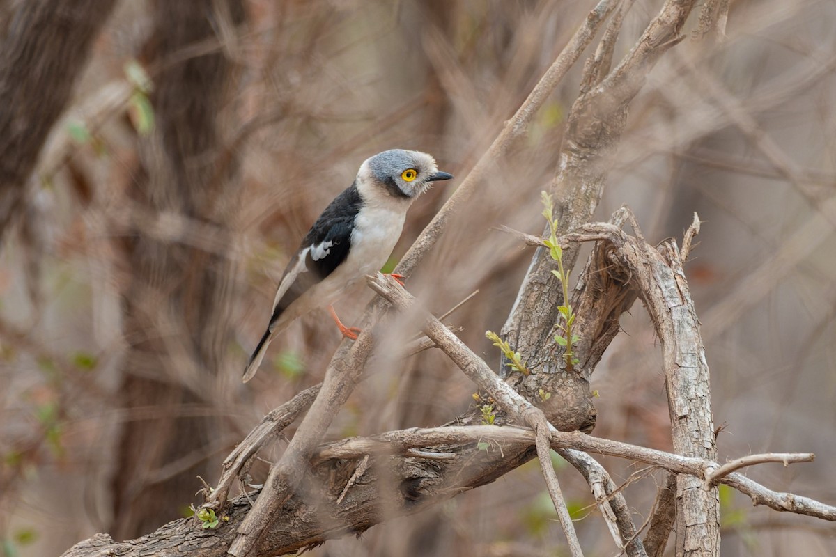 White-crested Helmetshrike - ML645211023