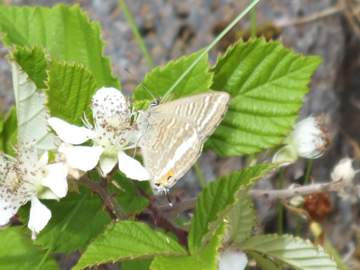 Insects - ML645211039