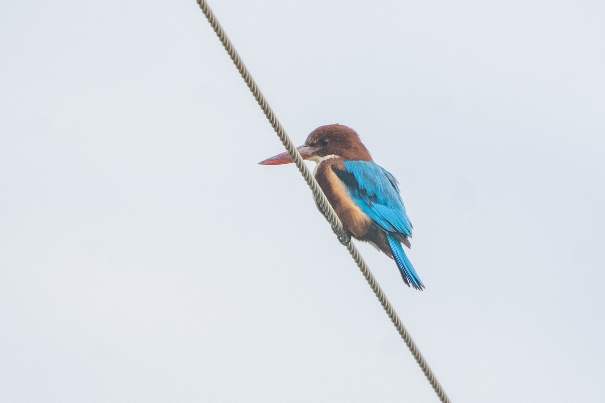 White-throated Kingfisher - ML645211040