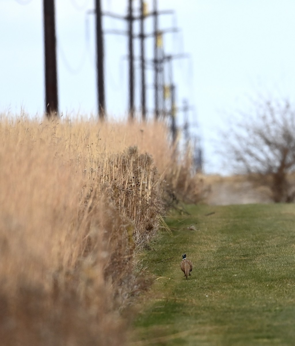 Ring-necked Pheasant - ML645211051