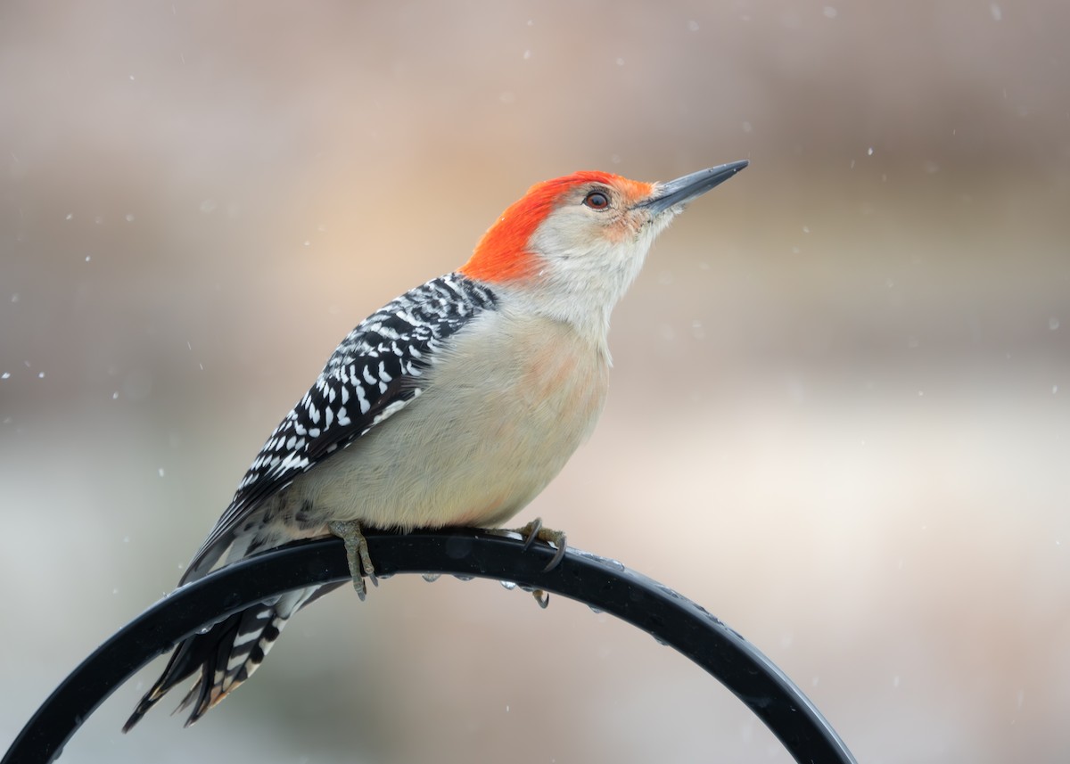 Red-bellied Woodpecker - ML645211054