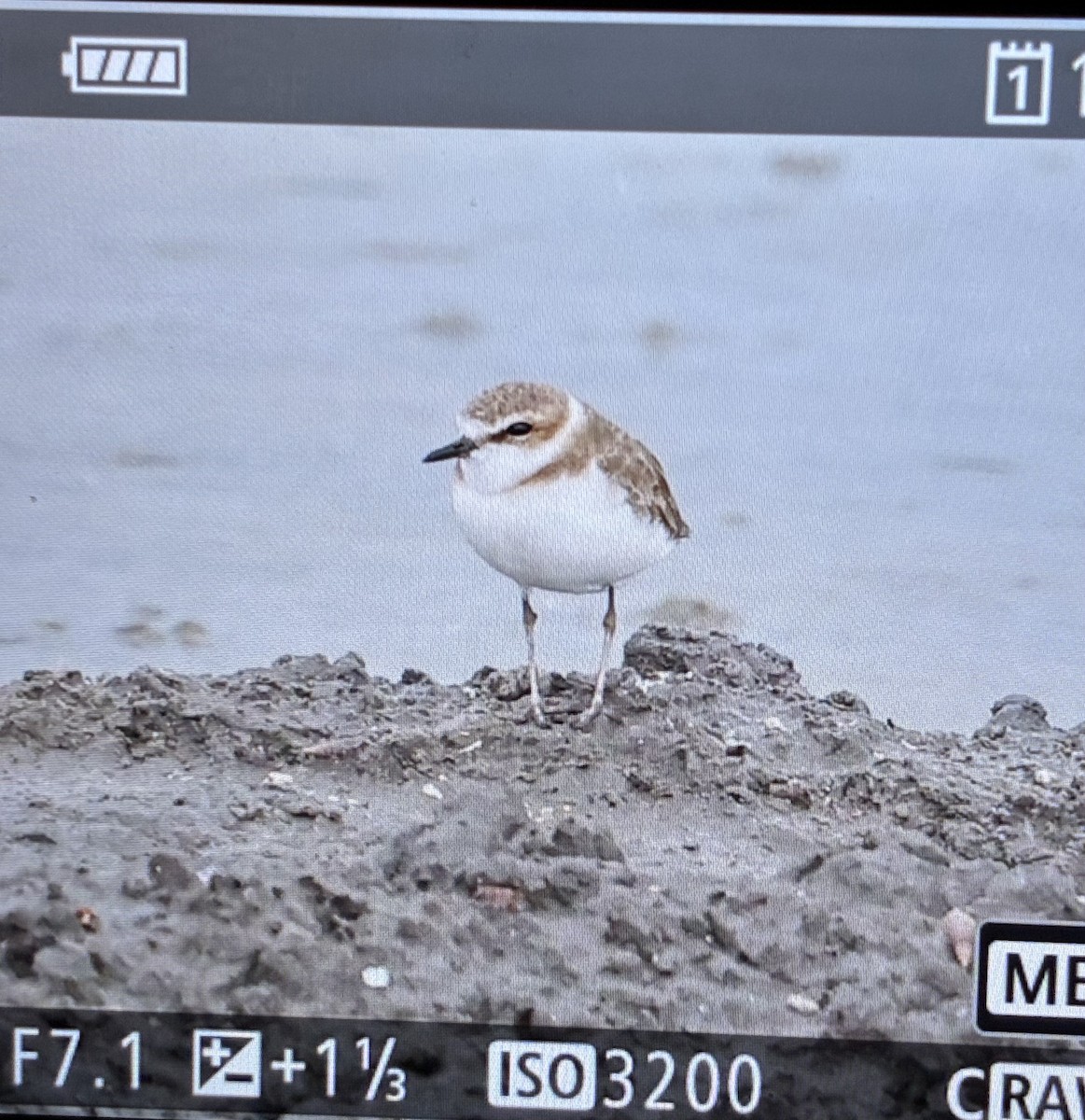 Tibet Cılıbıtı - ML645211073