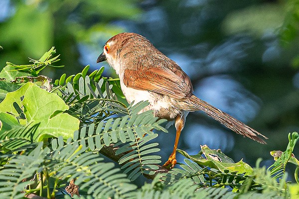 Yellow-eyed Babbler - ML645211079
