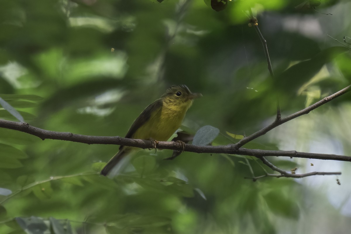 Whistler's Warbler - ML645211086