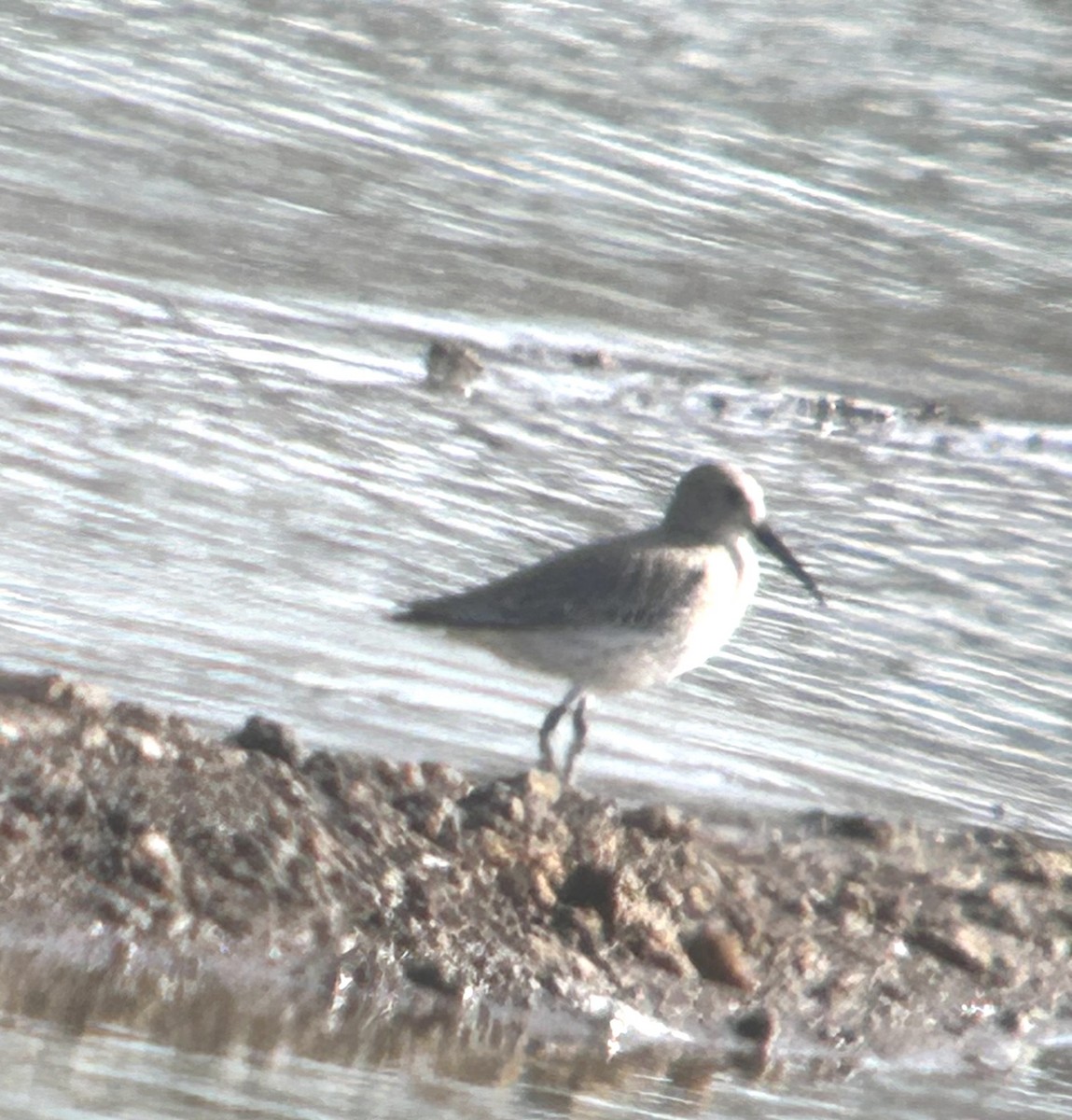 Dunlin - ML645211087