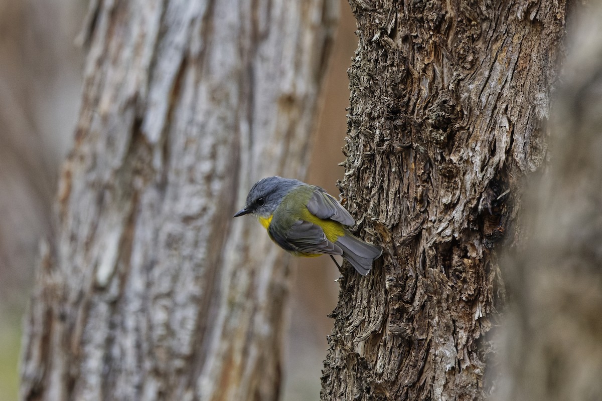 Doğulu Sarı Bülbül - ML645211089