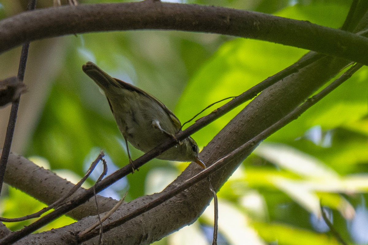 Blyth's Leaf Warbler - ML645211094