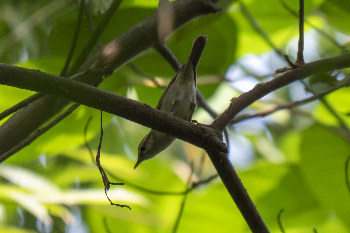 Blyth's Leaf Warbler - ML645211095