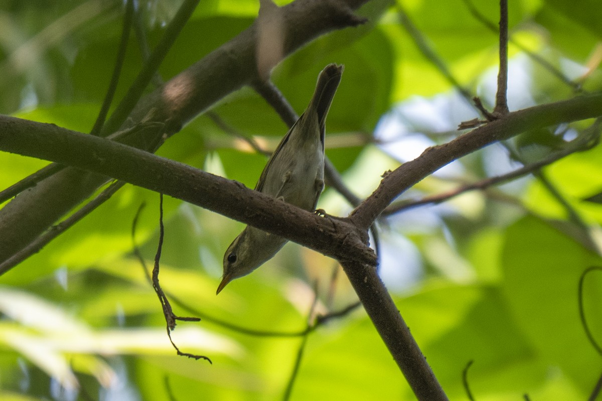 Blyth's Leaf Warbler - ML645211096