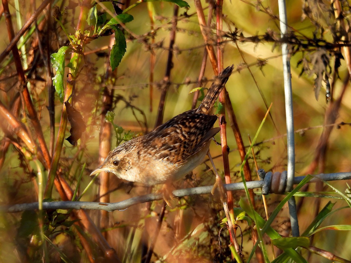 Sedge Wren - ML645211102