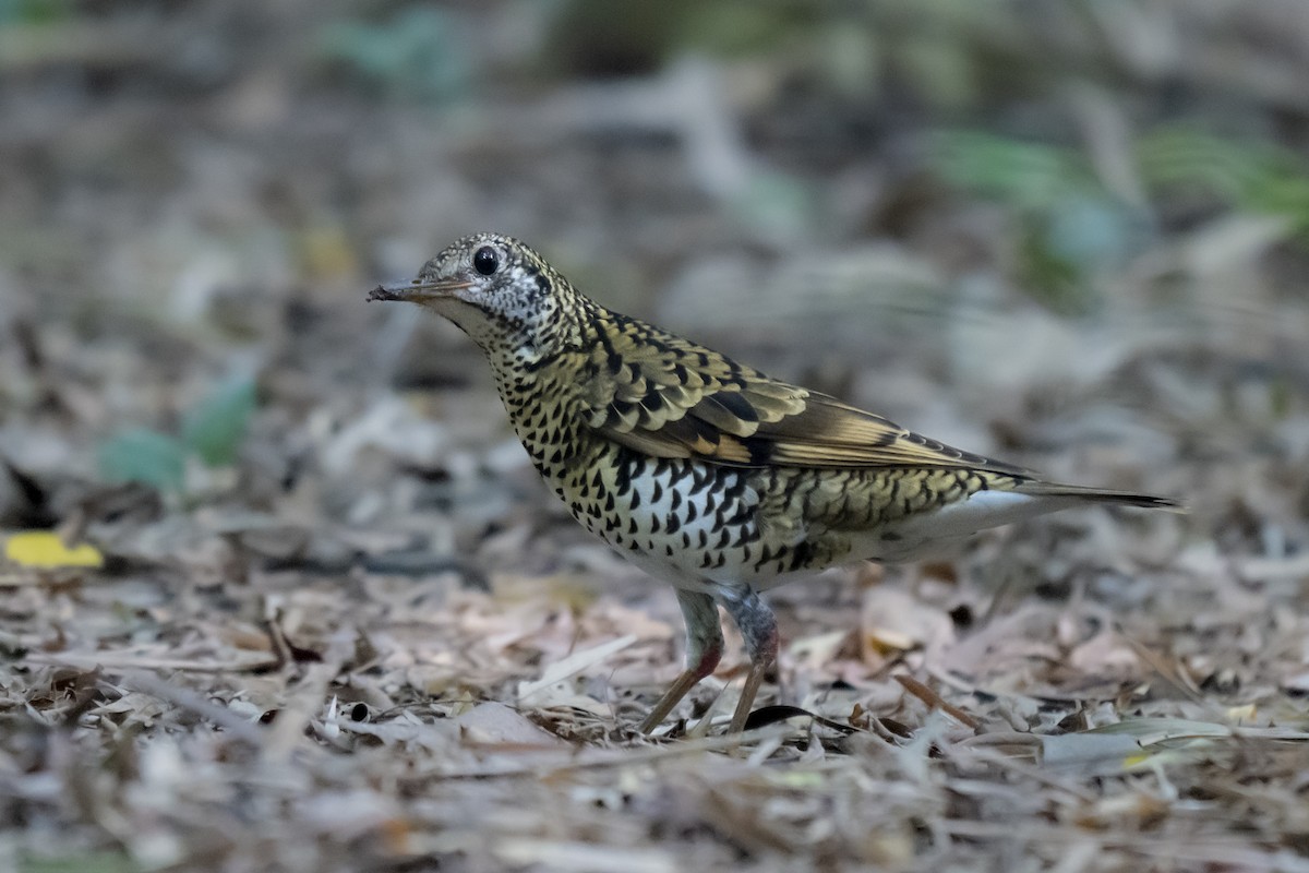 Scaly Thrush - ML645211104