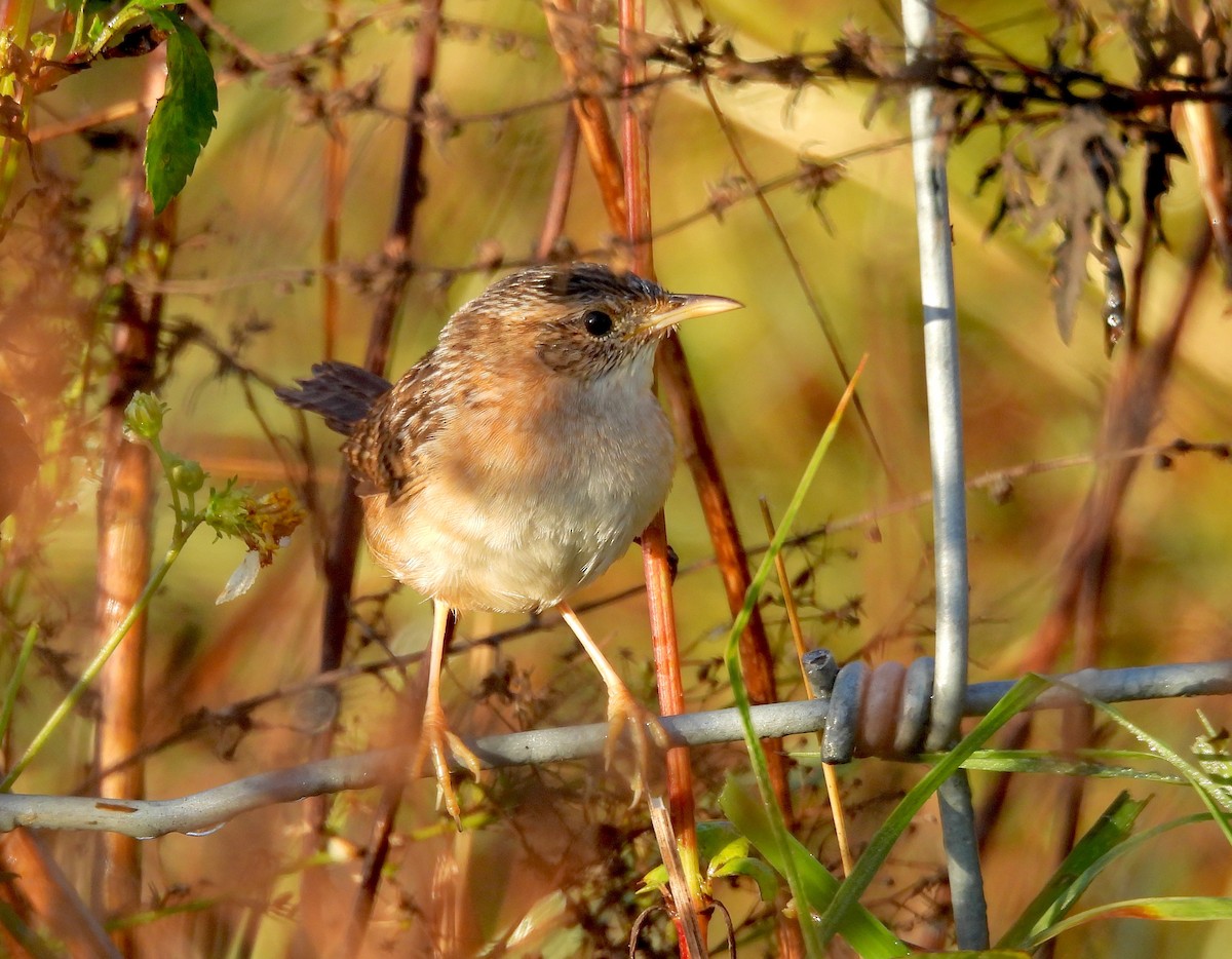 Sedge Wren - ML645211106