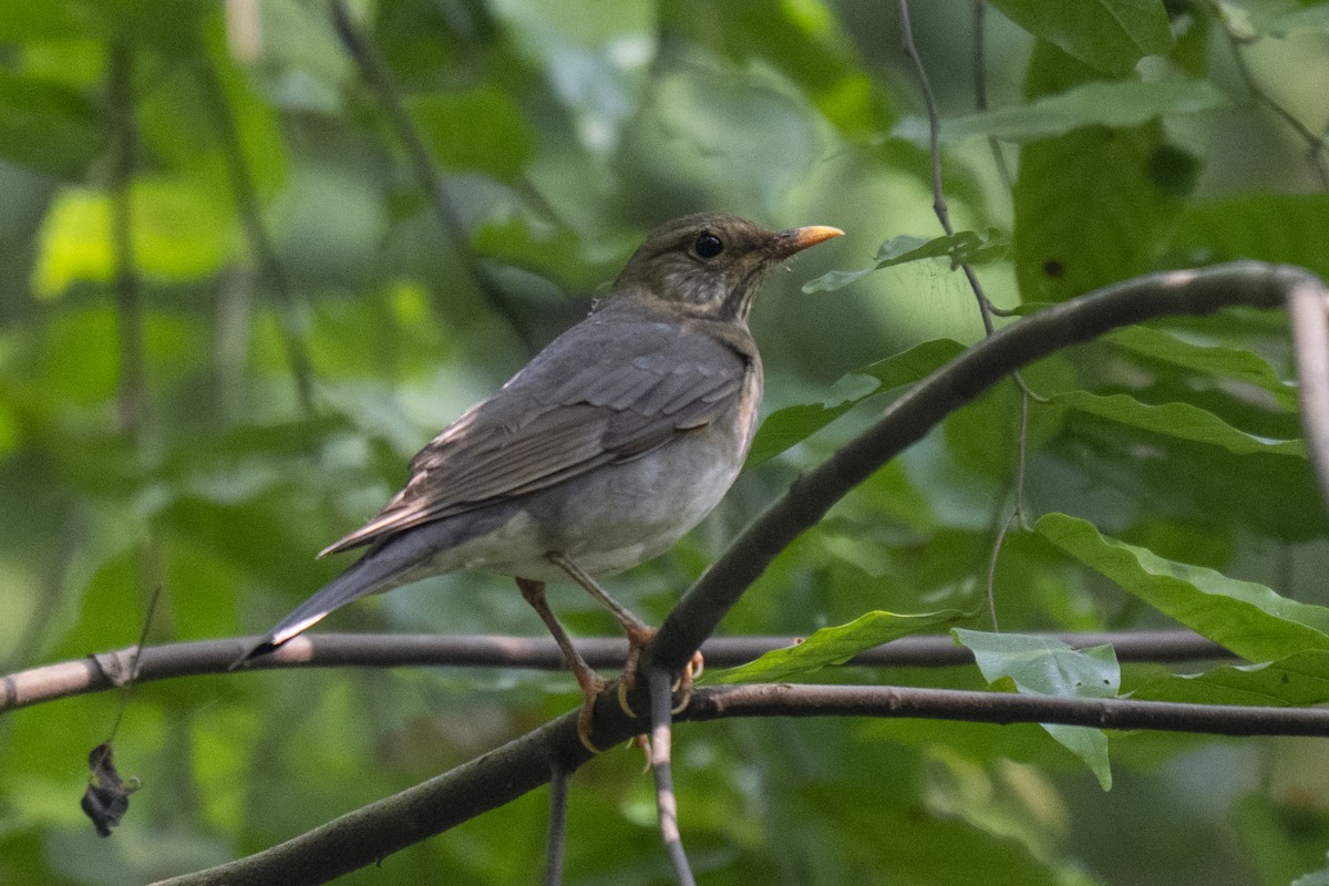 Tickell's Thrush - ML645211110